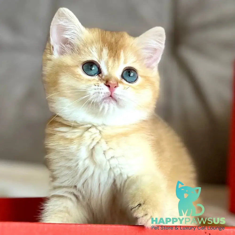 Iris British Shorthair female chocolate golden chinchilla - live animals