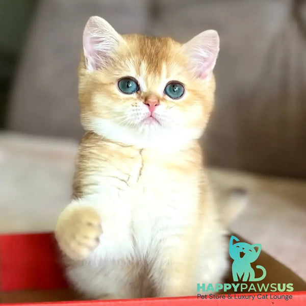 Iris British Shorthair female chocolate golden chinchilla - live animals