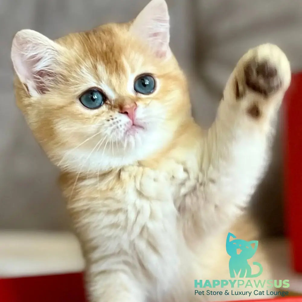 Iris British Shorthair female chocolate golden chinchilla - live animals