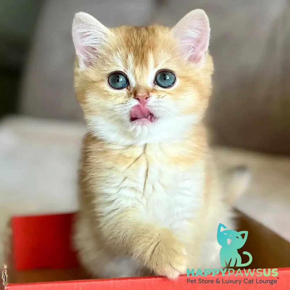 Iris British Shorthair female chocolate golden chinchilla - live animals