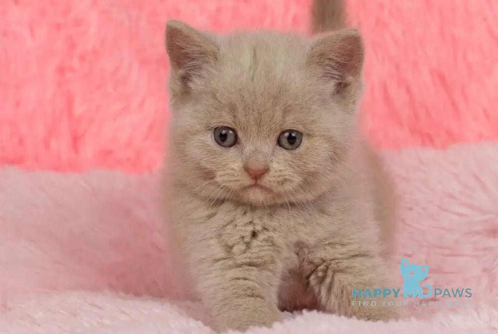 Iris British Shorthair female fawn live animals