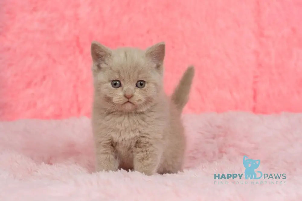 Iris British Shorthair female fawn live animals