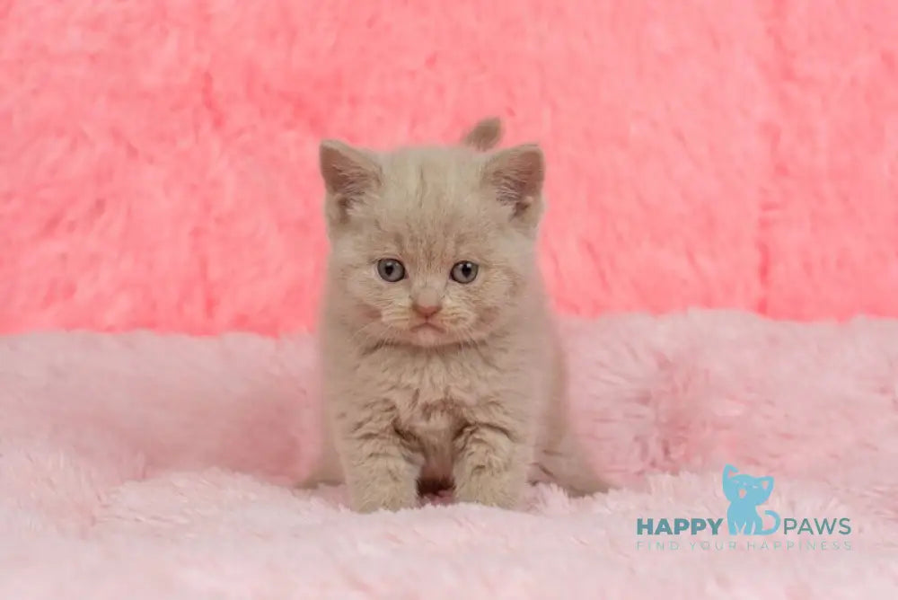 Iris British Shorthair female fawn live animals