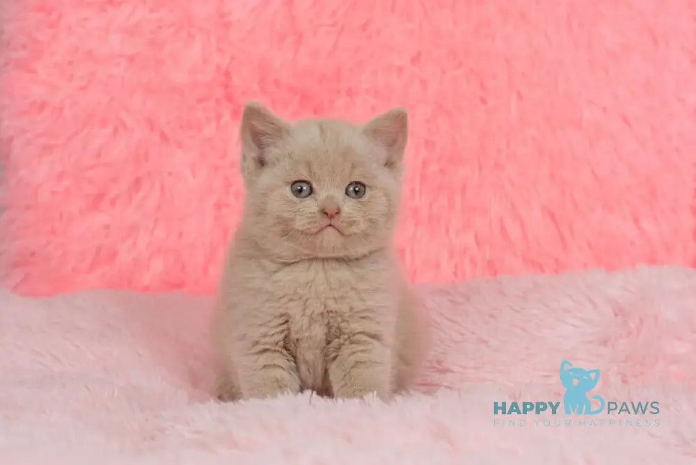 Iris British Shorthair female fawn live animals