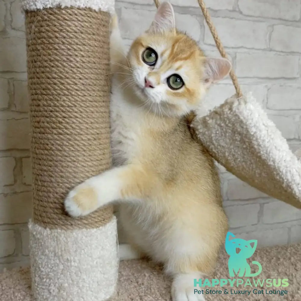 Iris British Shorthair male black golden chinchilla - live animals