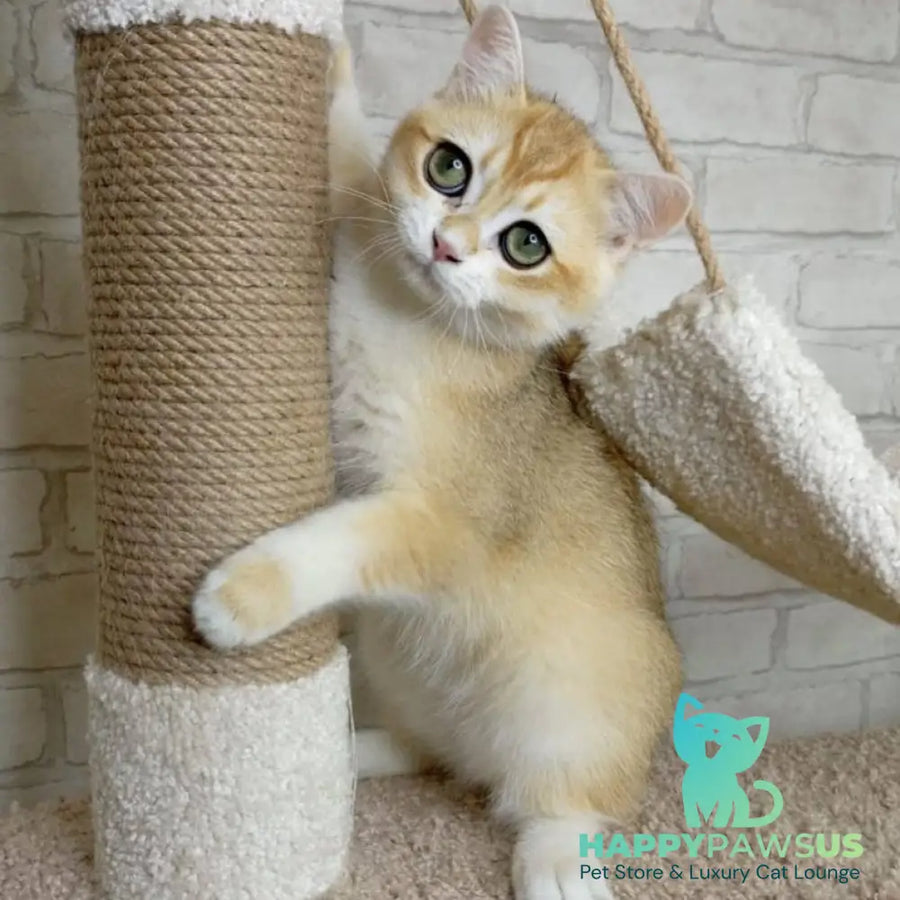 Iris British Shorthair male black golden chinchilla - live animals