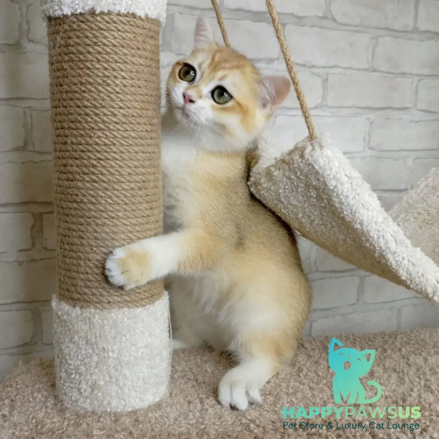 Iris British Shorthair male black golden chinchilla - live animals