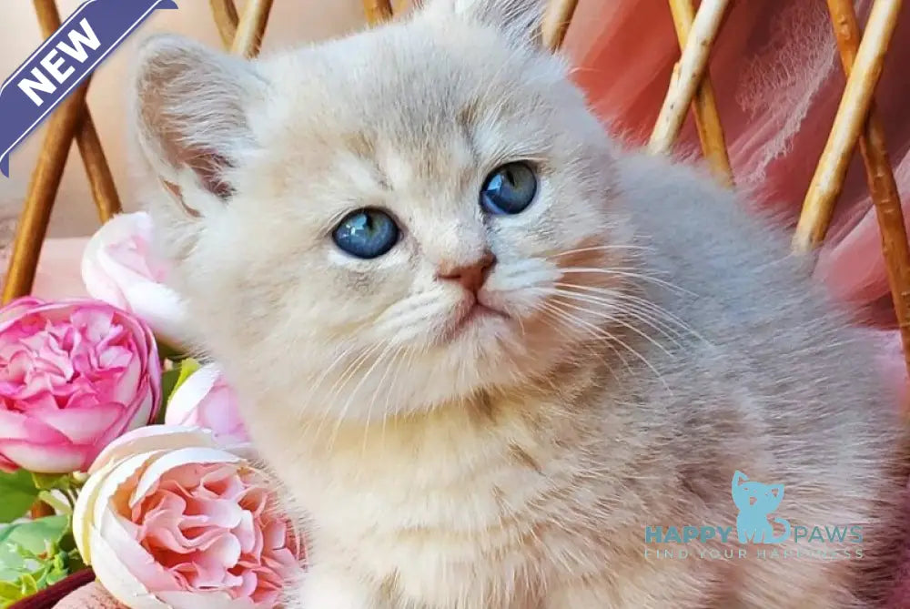 Iris British Shorthair male blue golden shaded live animals