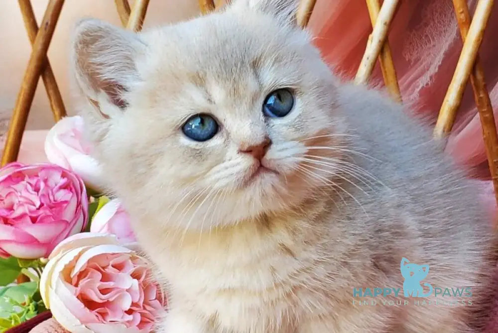 Iris British Shorthair male blue golden shaded live animals