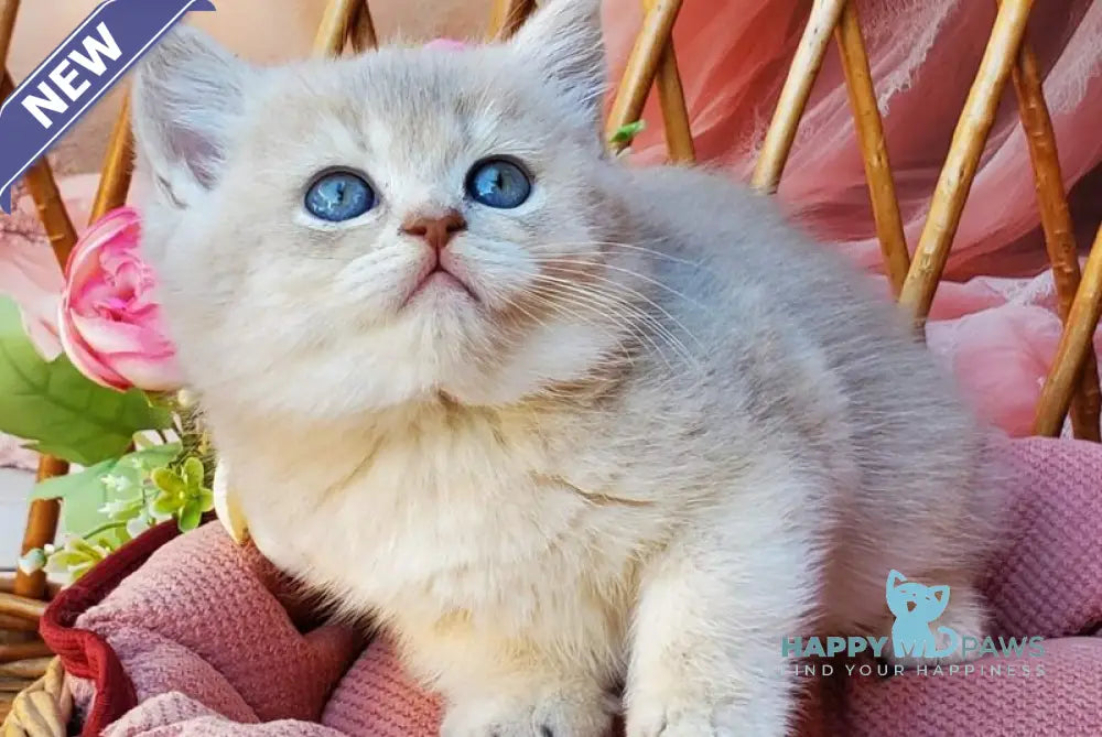 Iris British Shorthair male blue golden shaded live animals