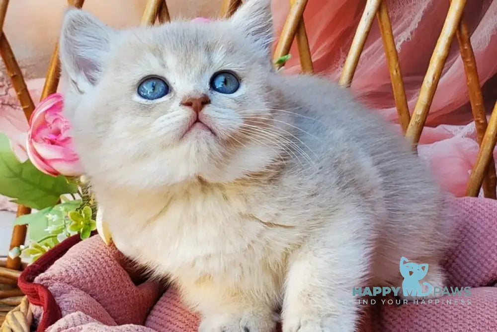 Iris British Shorthair male blue golden shaded live animals