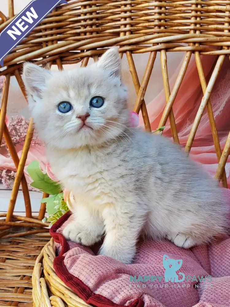 Iris British Shorthair male blue golden shaded live animals