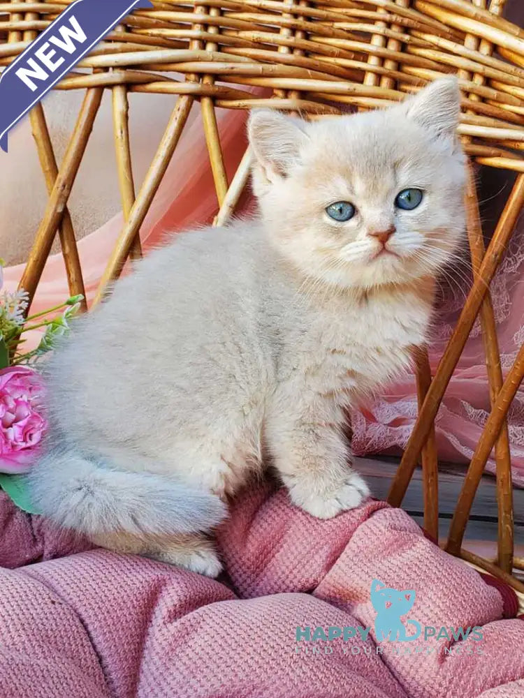 Iris British Shorthair male blue golden shaded live animals