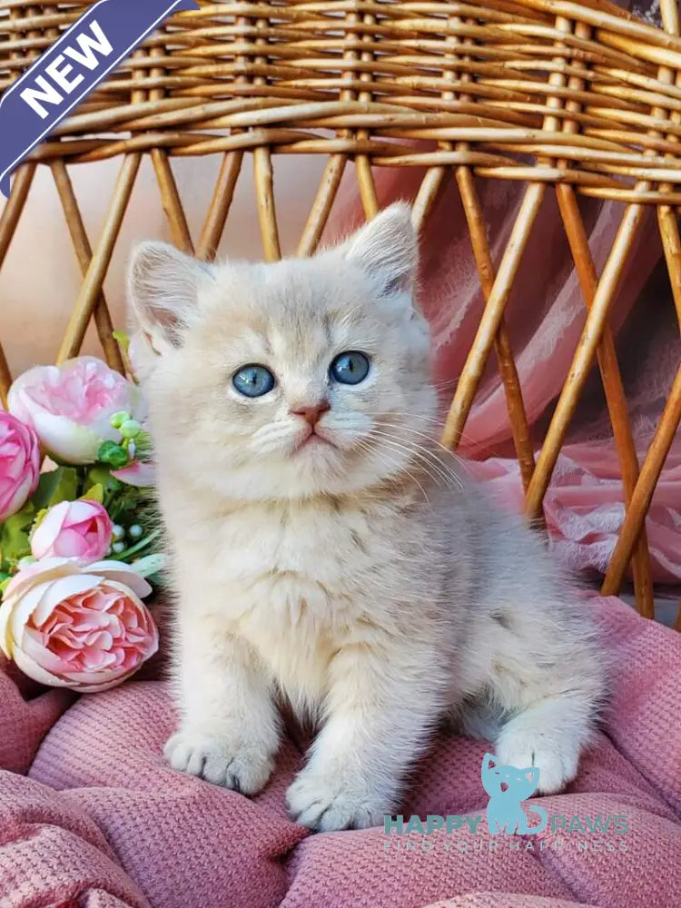 Iris British Shorthair male blue golden shaded live animals