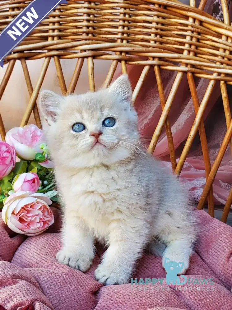 Iris British Shorthair male blue golden shaded live animals