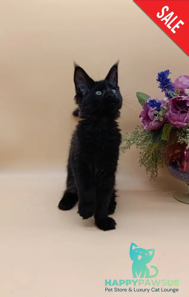 Iris Maine Coon female black silver - live animals