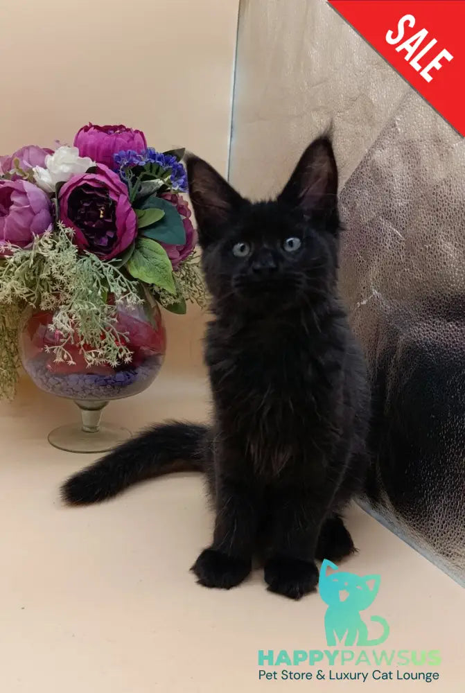 Iris Maine Coon female black silver - live animals