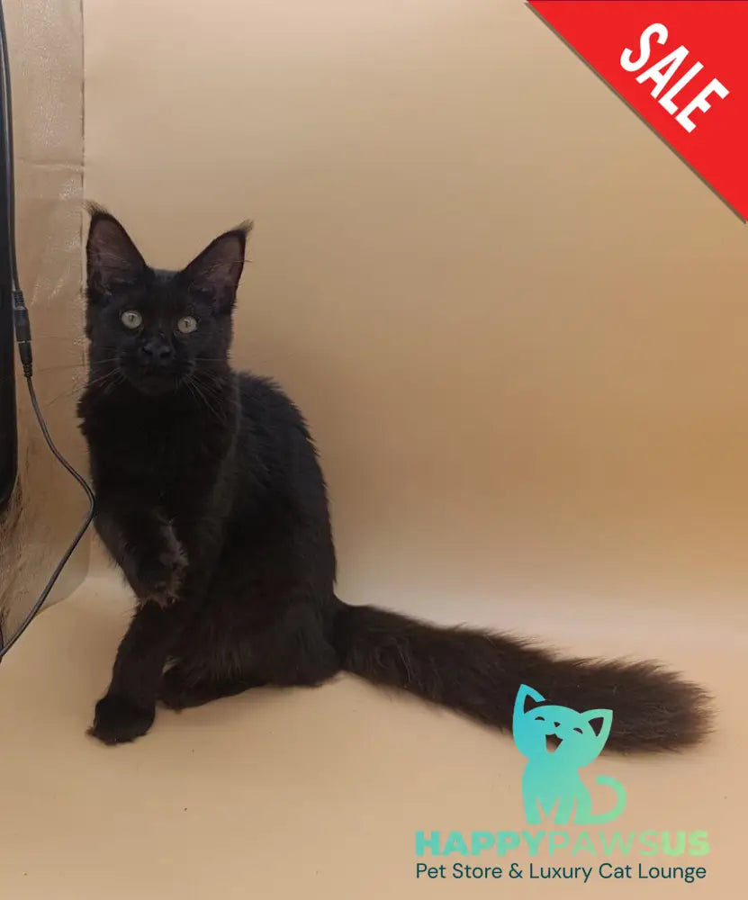 Iris Maine Coon female black silver - live animals