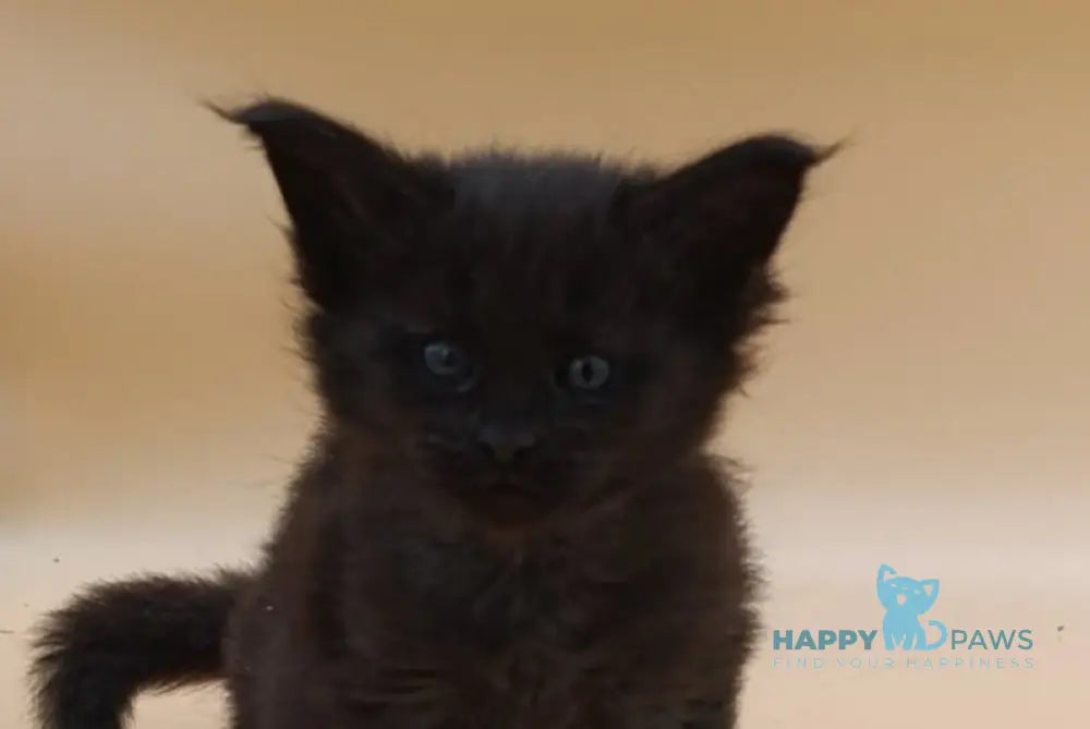 Iris Maine Coon female black silver live animals