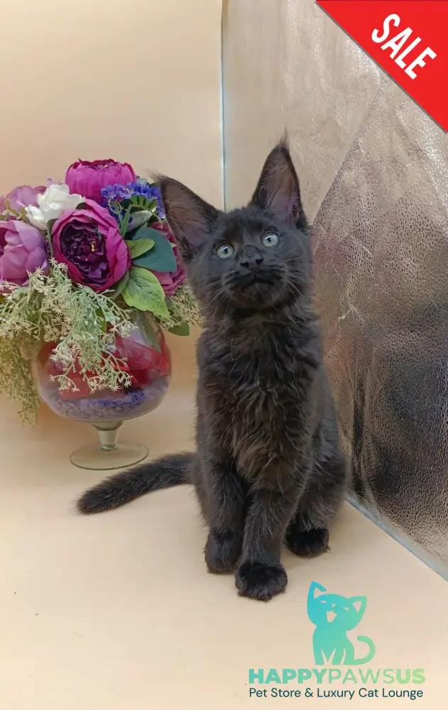 Iris Maine Coon female black silver - live animals