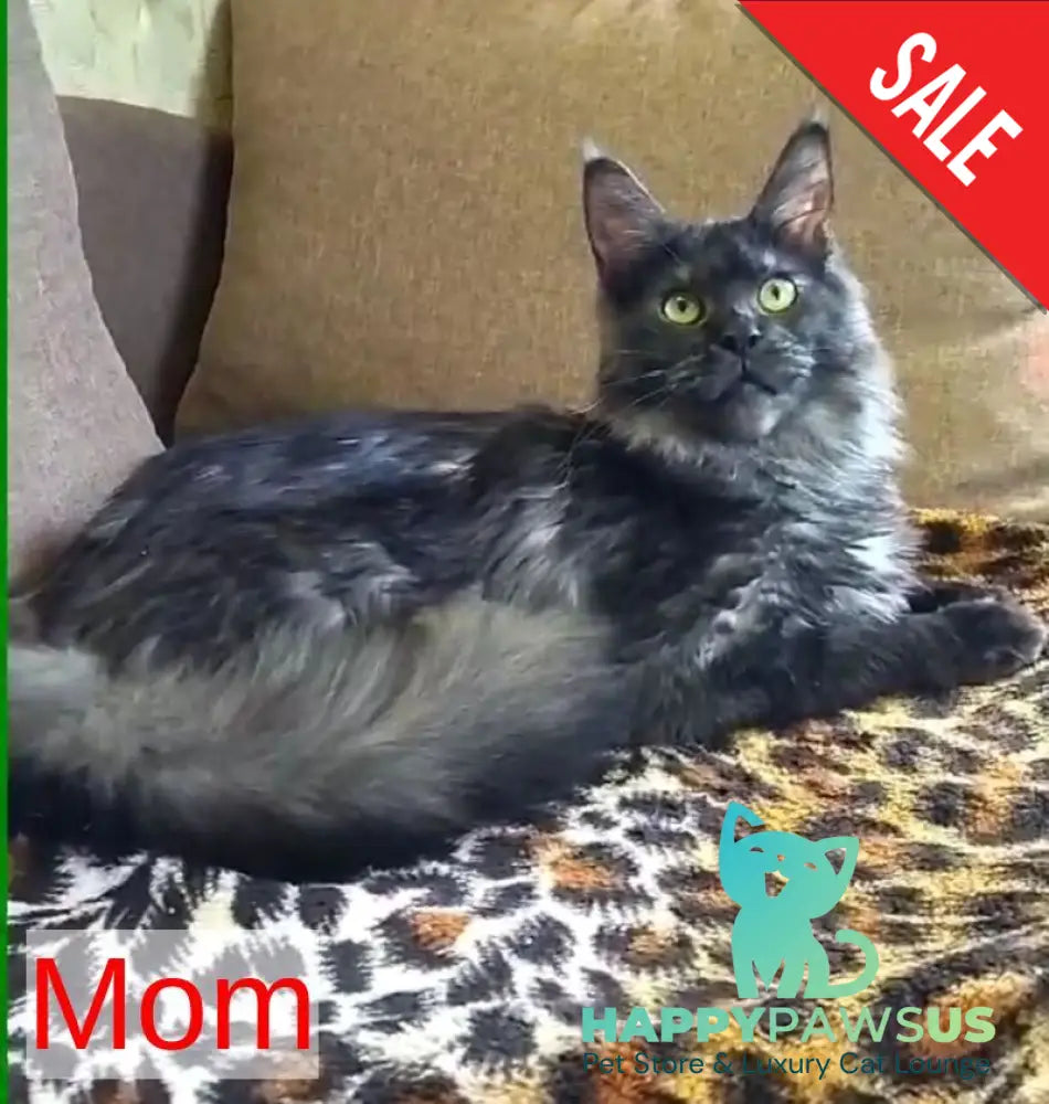 Iris Maine Coon female black silver live animals