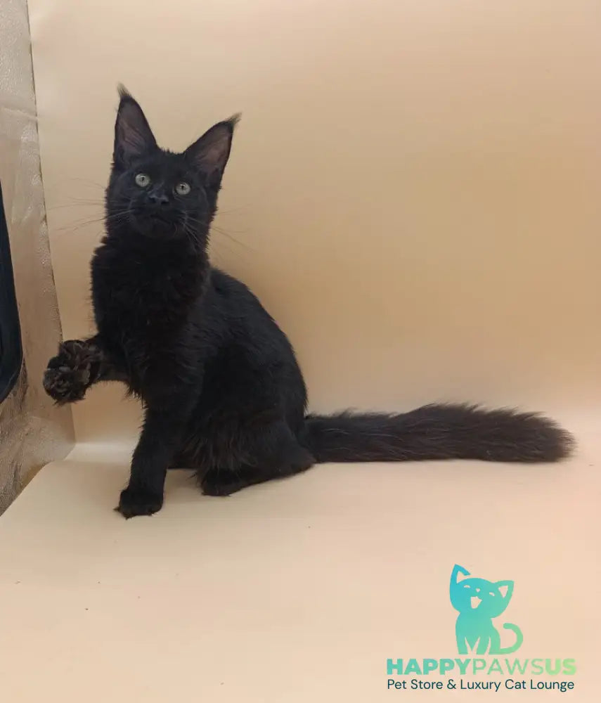 Iris Maine Coon female black silver - live animals