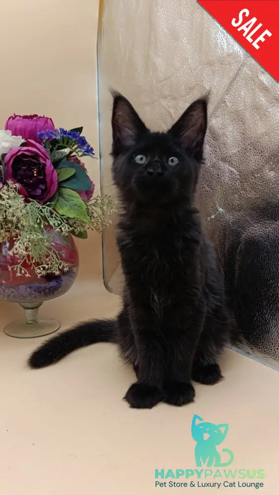 Iris Maine Coon female black silver - live animals