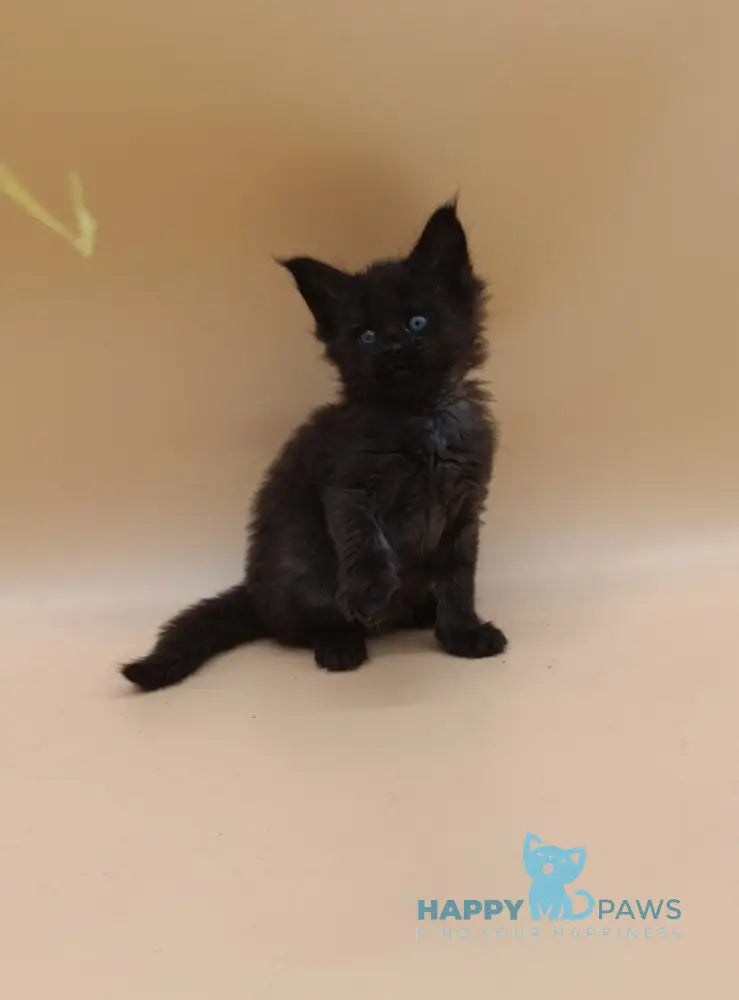 Iris Maine Coon female black silver live animals