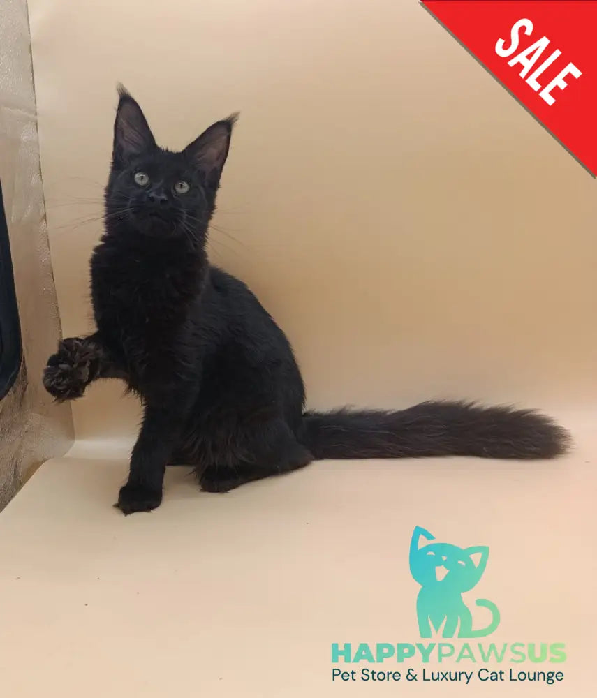 Iris Maine Coon female black silver - live animals