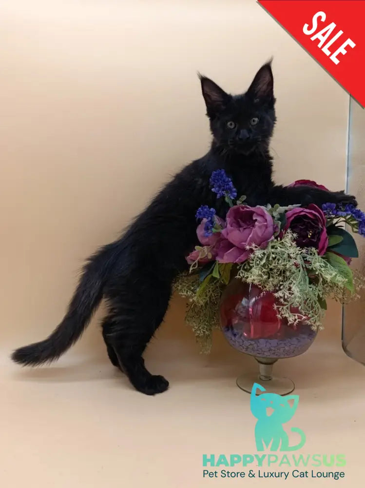 Iris Maine Coon female black silver - live animals