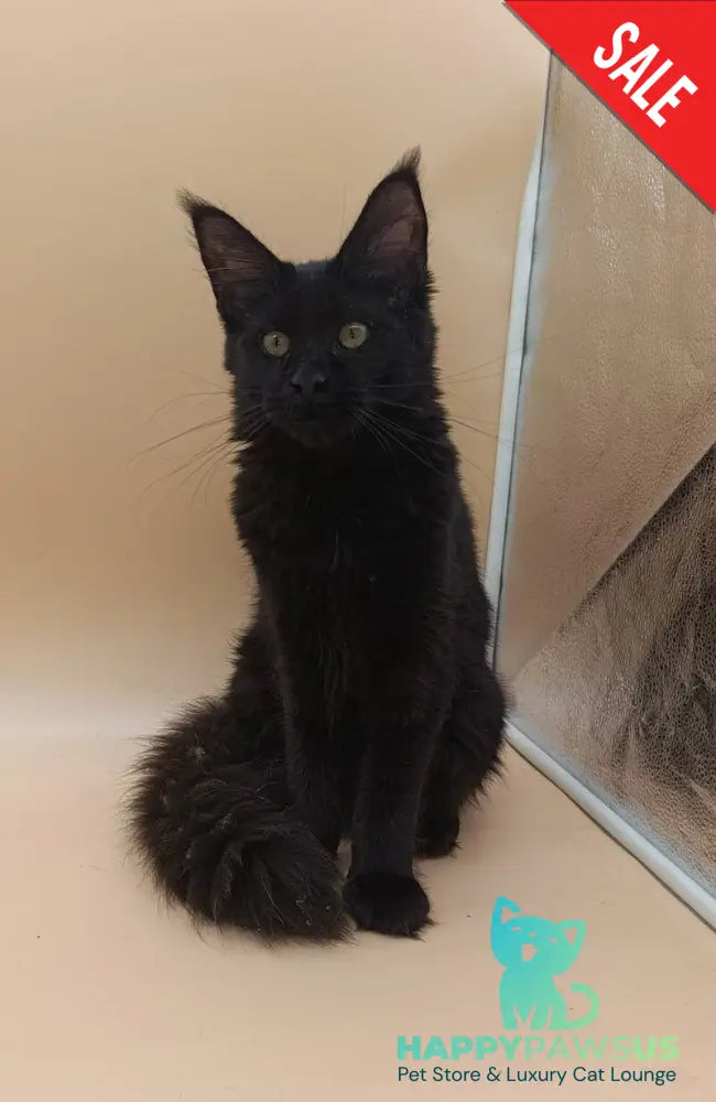Iris Maine Coon female black silver - live animals