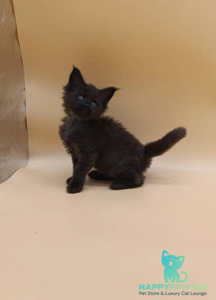 Iris Maine Coon female black silver live animals