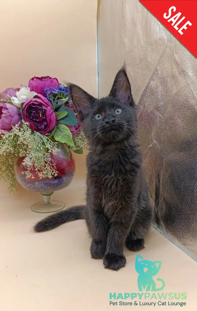 Iris Maine Coon female black silver - live animals