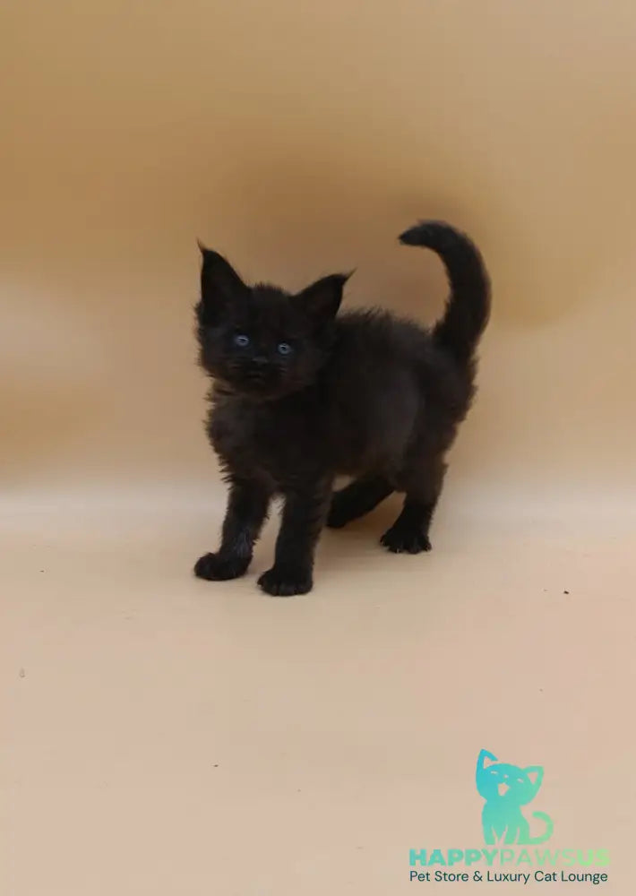 Iris Maine Coon female black silver live animals