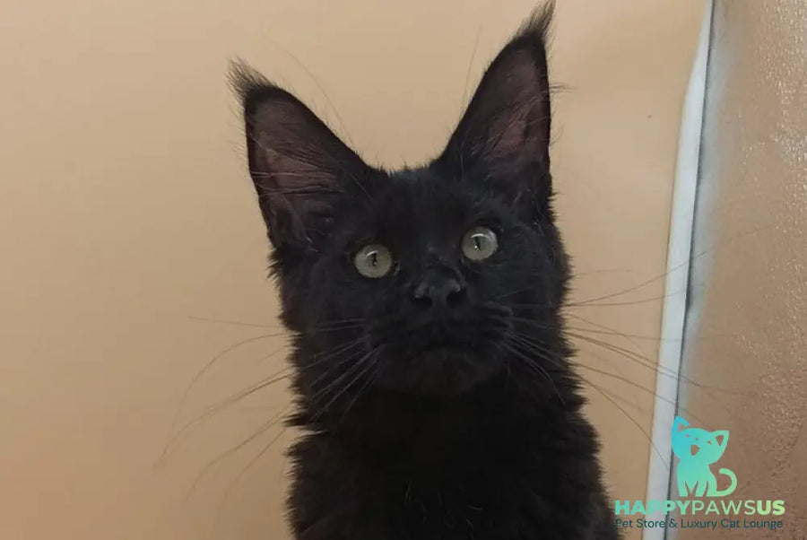 Iris Maine Coon female black silver - live animals