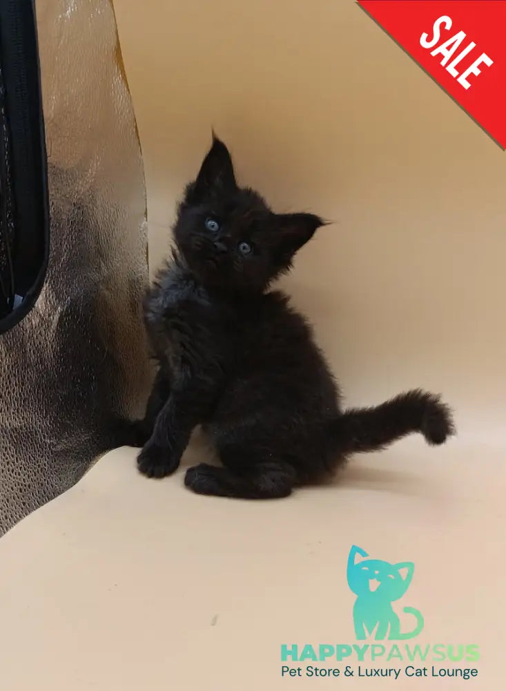 Iris Maine Coon female black silver live animals