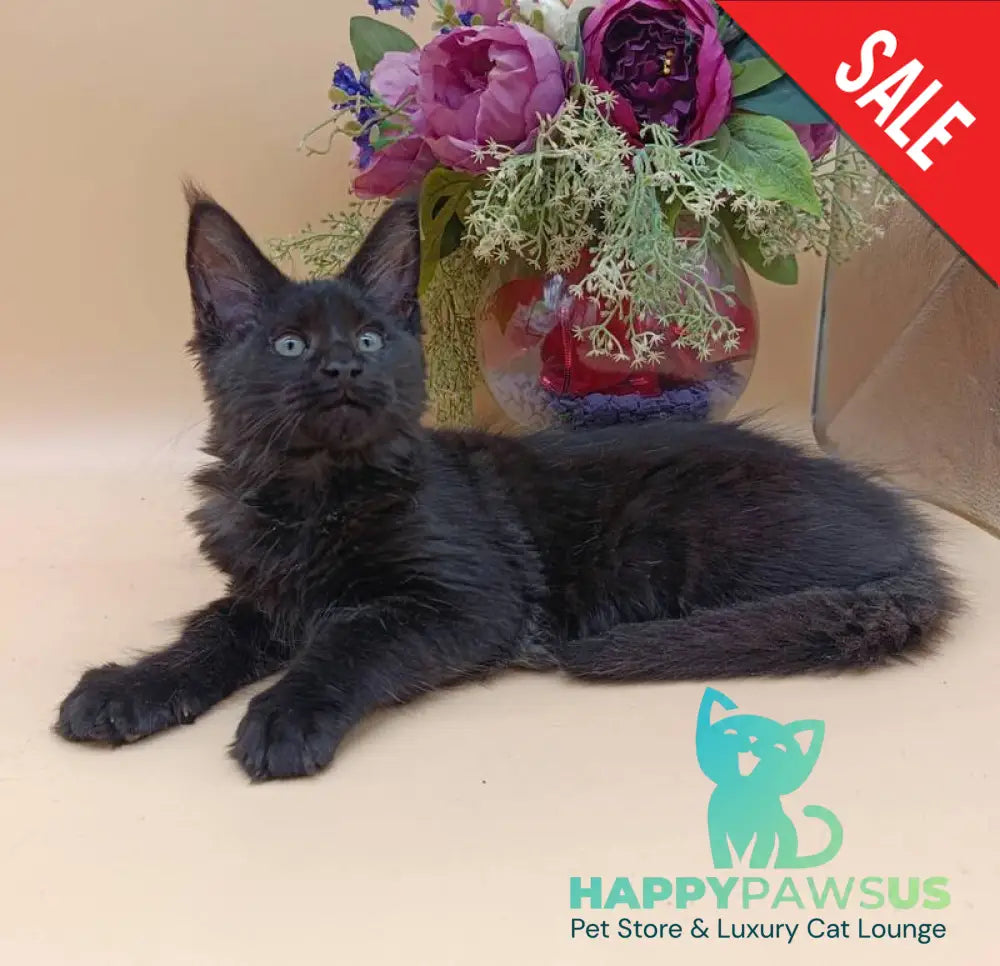Iris Maine Coon female black silver - live animals