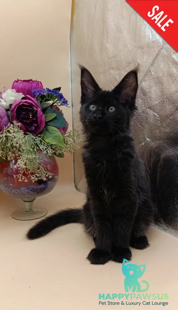 Iris Maine Coon female black silver - live animals