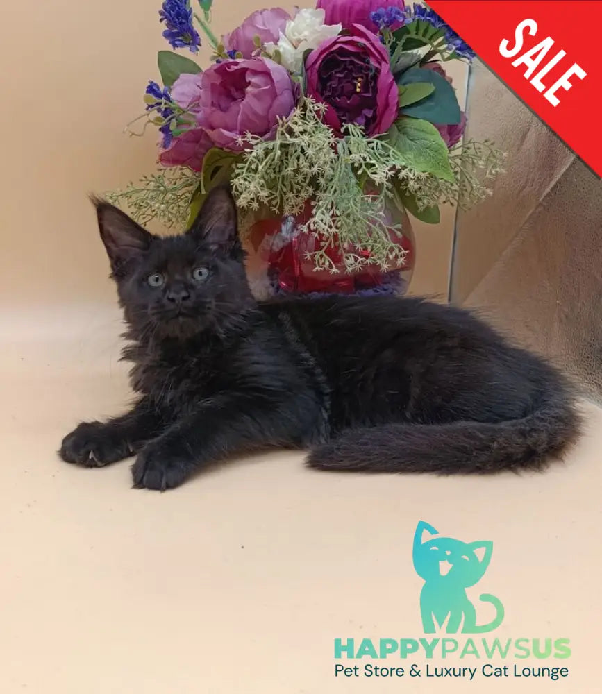 Iris Maine Coon female black silver - live animals