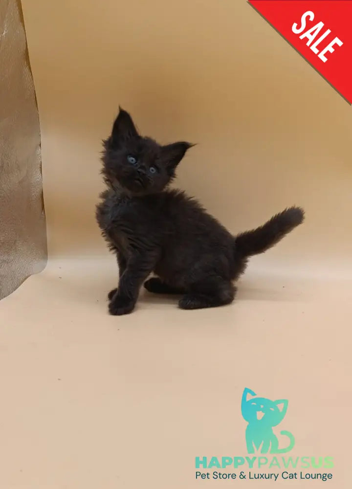 Iris Maine Coon female black silver live animals