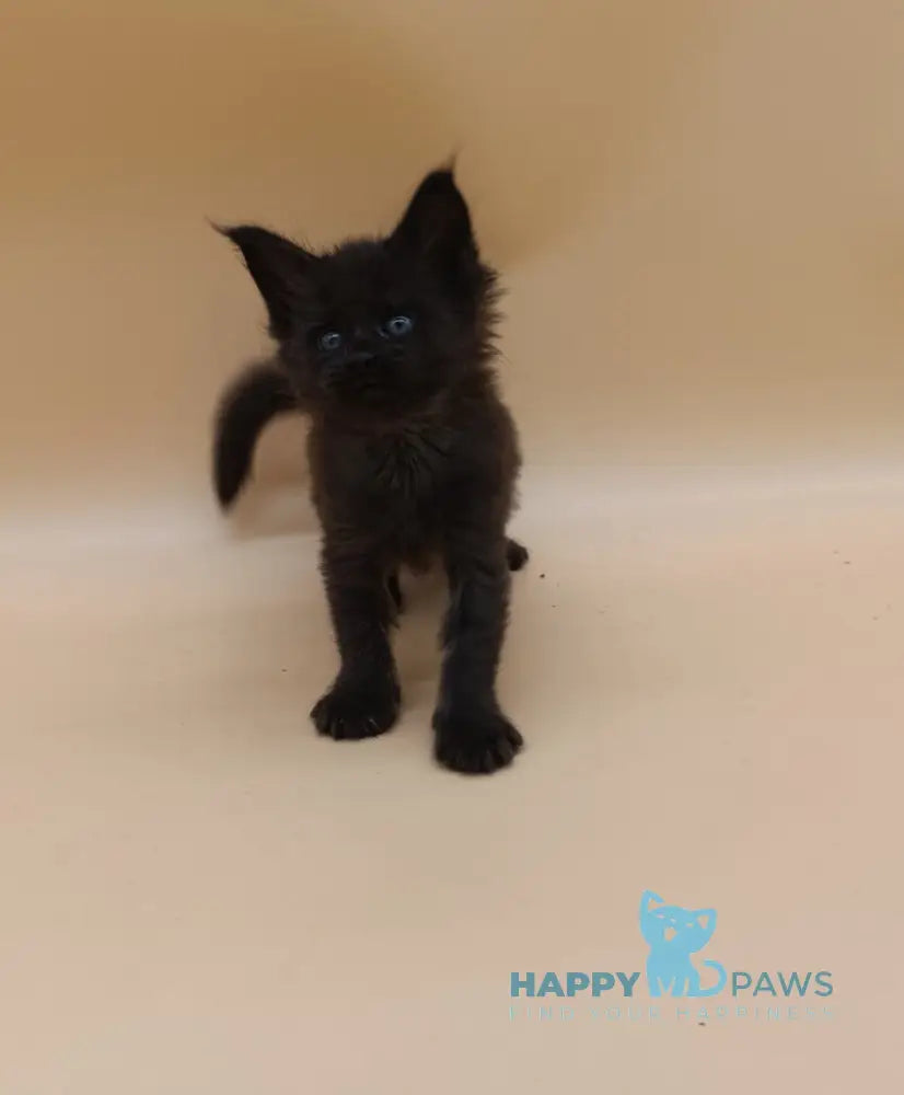 Iris Maine Coon female black silver live animals