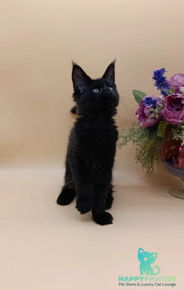 Iris Maine Coon female black silver - live animals