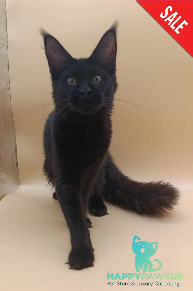 Iris Maine Coon female black silver - live animals