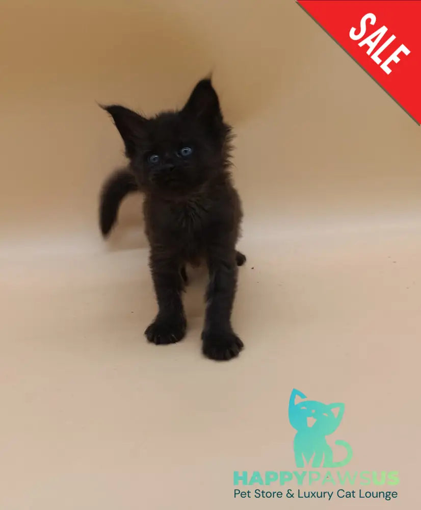 Iris Maine Coon female black silver live animals