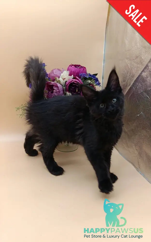 Iris Maine Coon female black silver - live animals