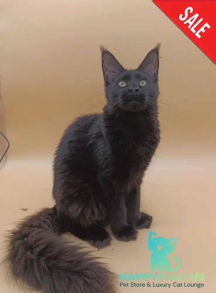 Iris Maine Coon female black silver - live animals