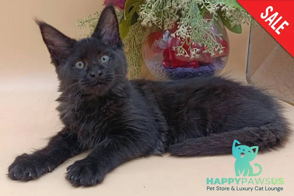 Iris Maine Coon female black silver - live animals