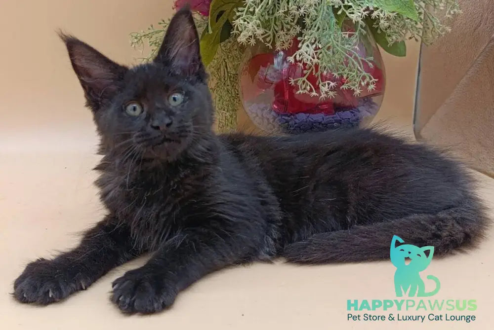 Iris Maine Coon female black silver - live animals