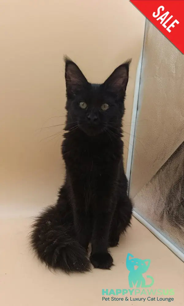 Iris Maine Coon female black silver - live animals