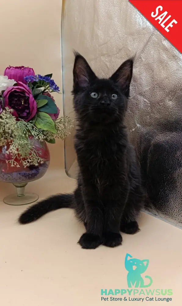 Iris Maine Coon female black silver - live animals